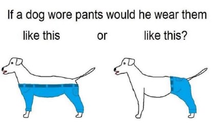 dog wearing pants